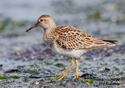 Calidris melanotos